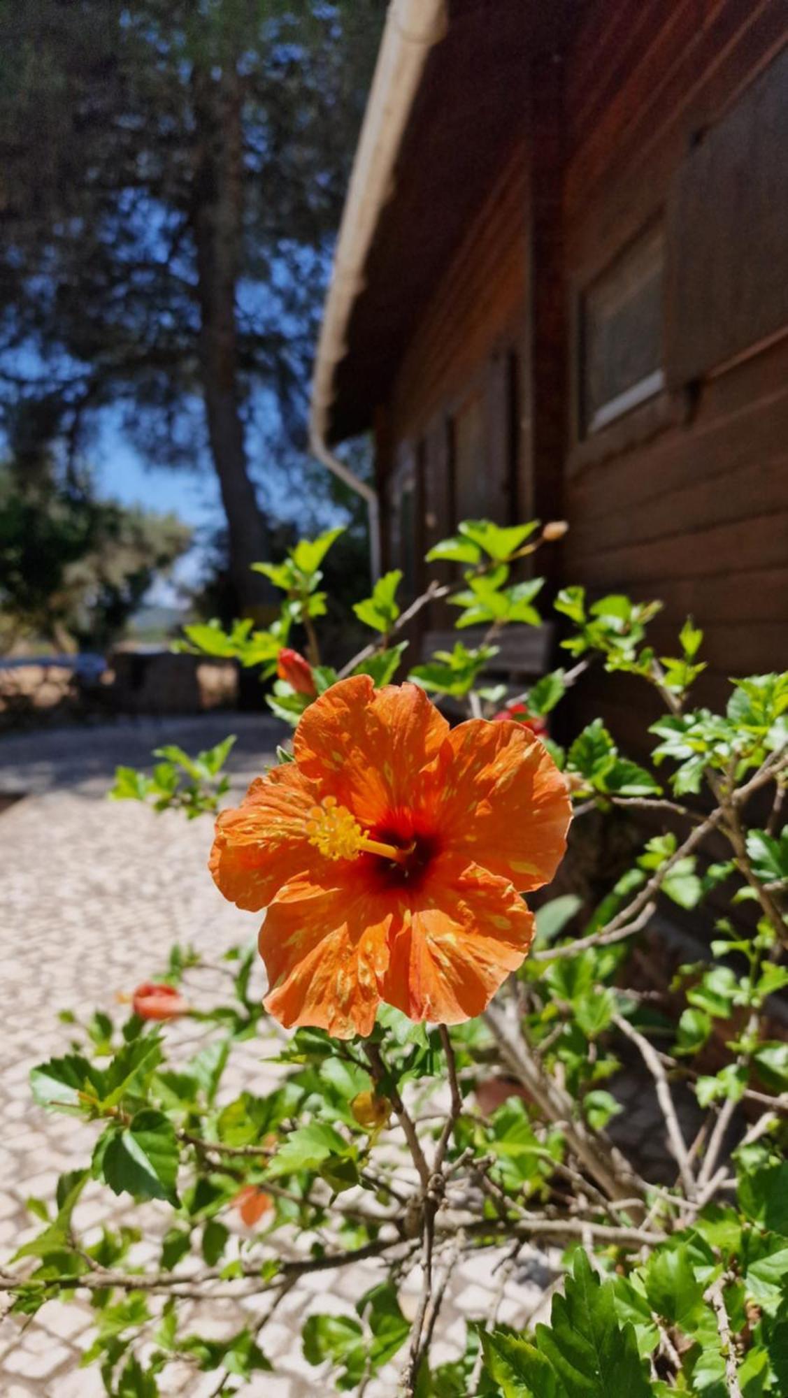 Chalet Villa Mosquito Silves Extérieur photo